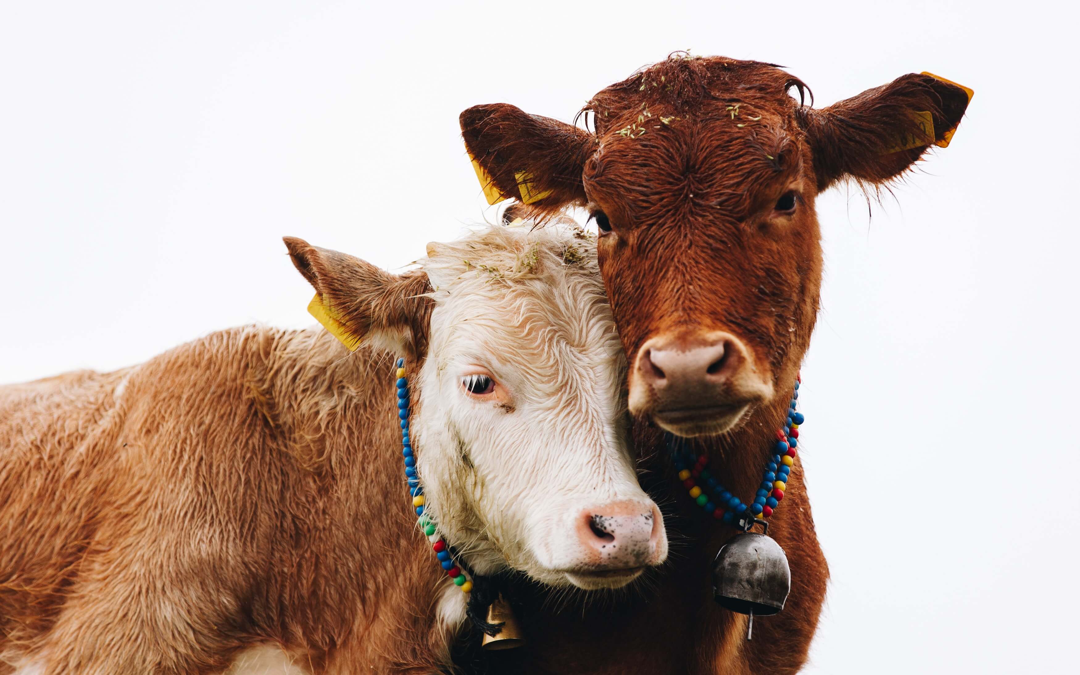 Les impacts du cuir sur les animaux, les humains, l’environnement