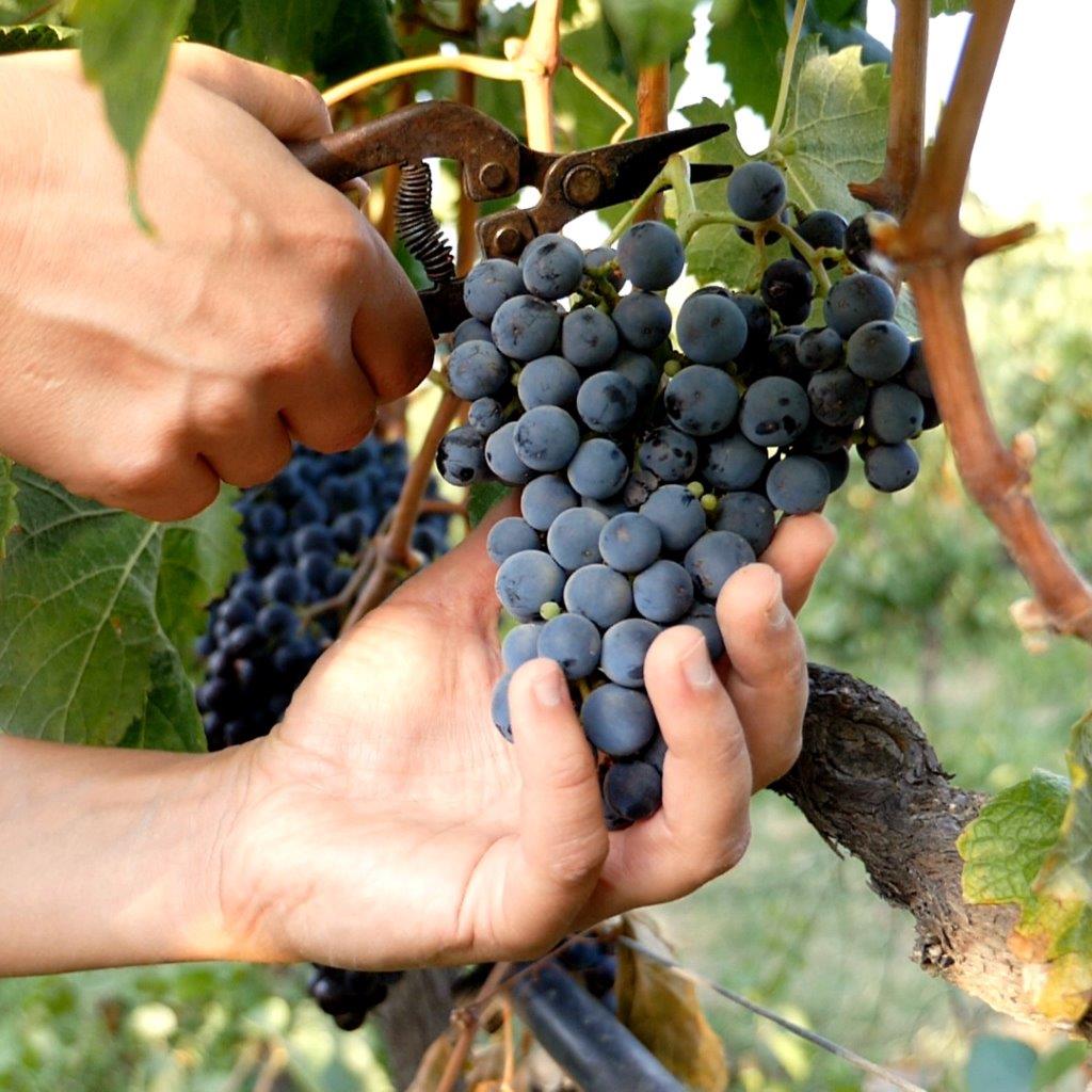 cuir-vegan-raisin.jpg__PID:6dc67417-141b-401d-9c01-222889352e42