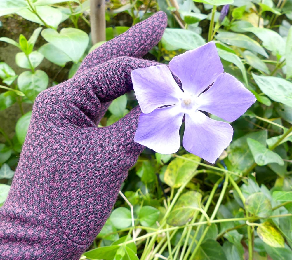 gants bordeaux motifs grain de riz